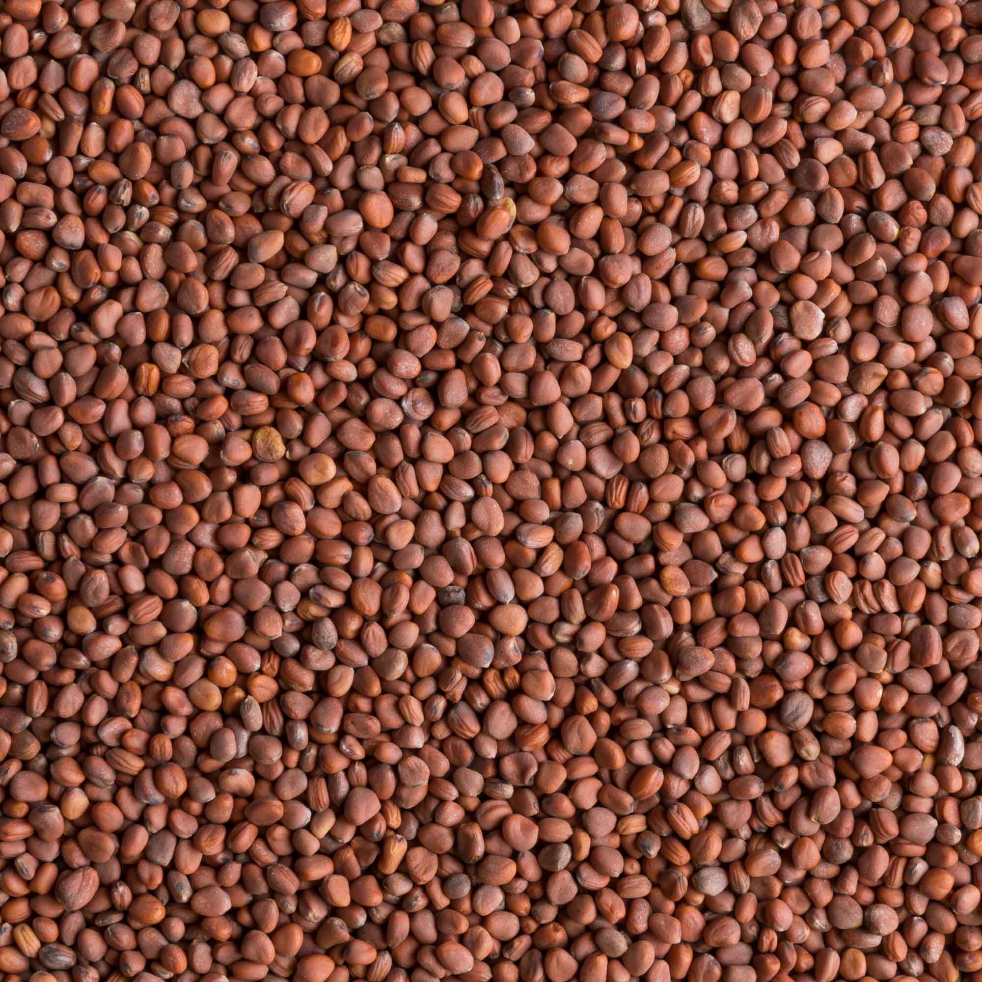Семена Редис зеленый-1
