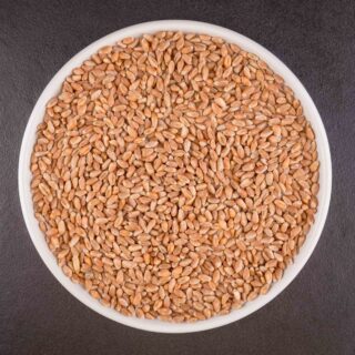 Пшеница-1