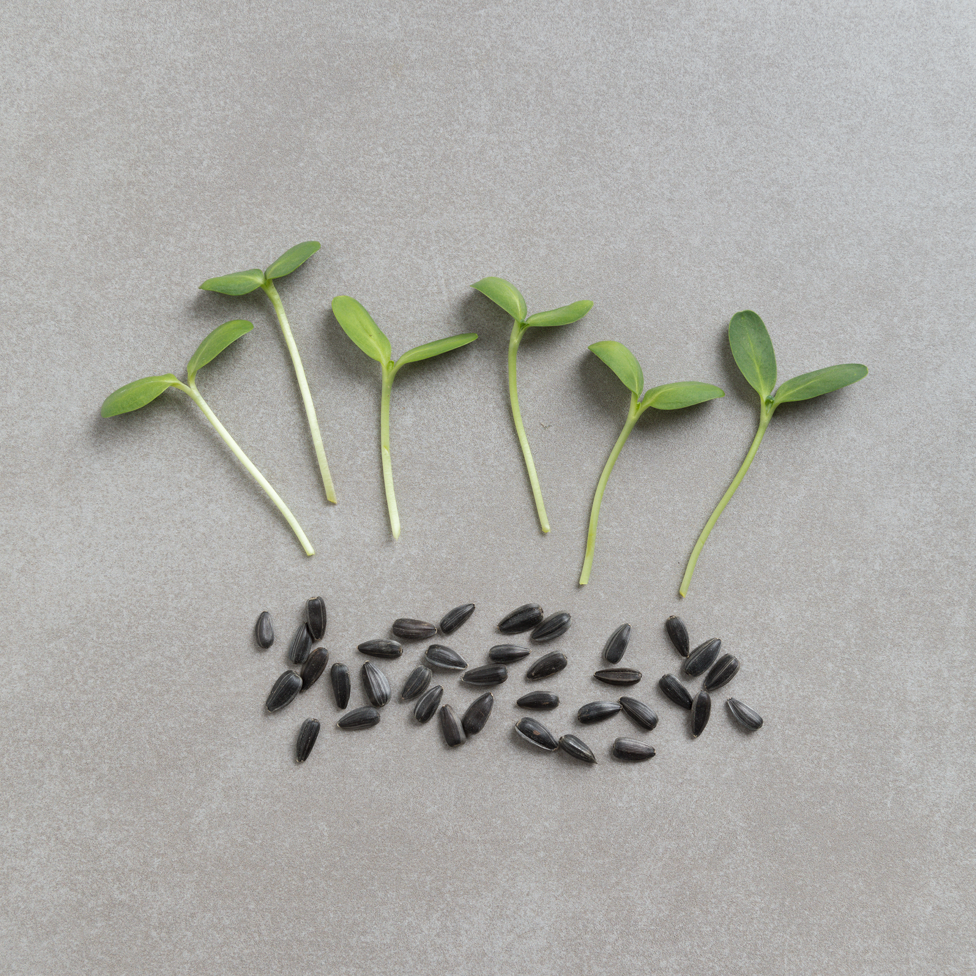 Paevalill koorimata-1